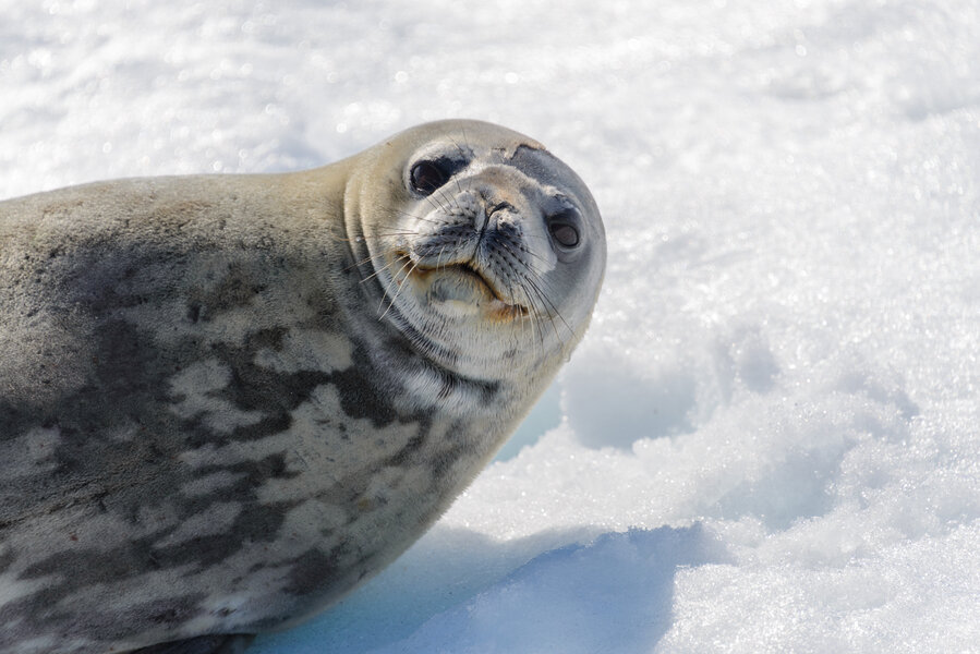 Usb Drive Found In Leopard Seal Poop Leaves Scientists Baffled - Thrillist