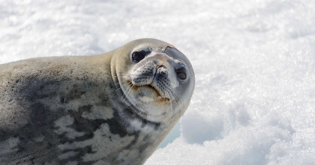 USB Drive Found in Leopard Seal Poop Leaves Scientists Baffled - Thrillist