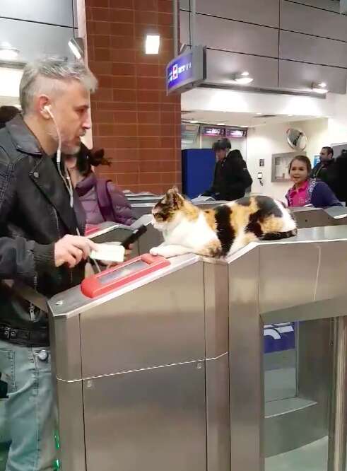 Train station cat in Israel from viral video