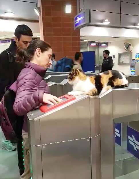 Train station cat in Israel from viral video