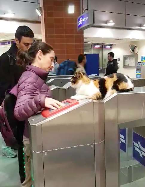 Cat Greets Commuters at Train Station