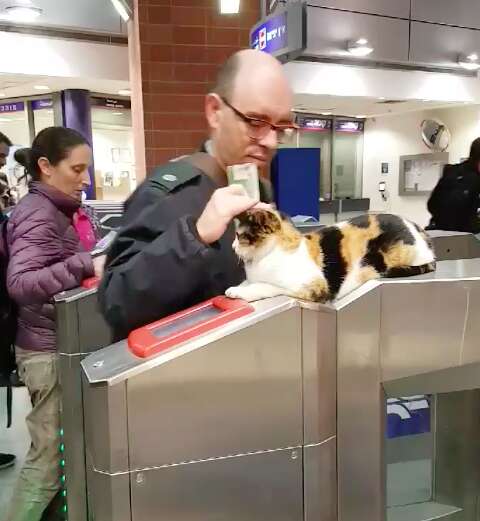 Street cat getting pet at local station in Israel