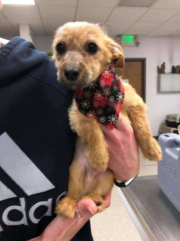 louie puppy rescued from bridge