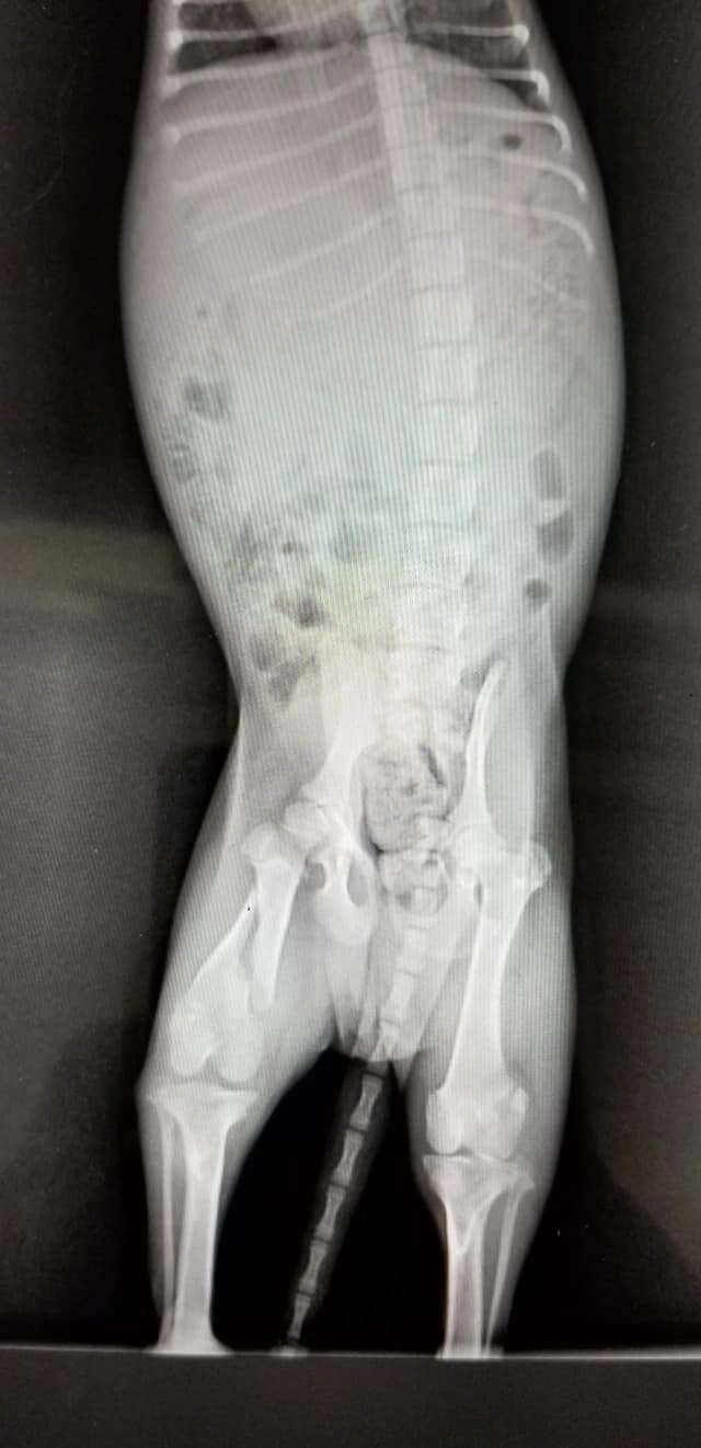 puppy X-ray broken leg