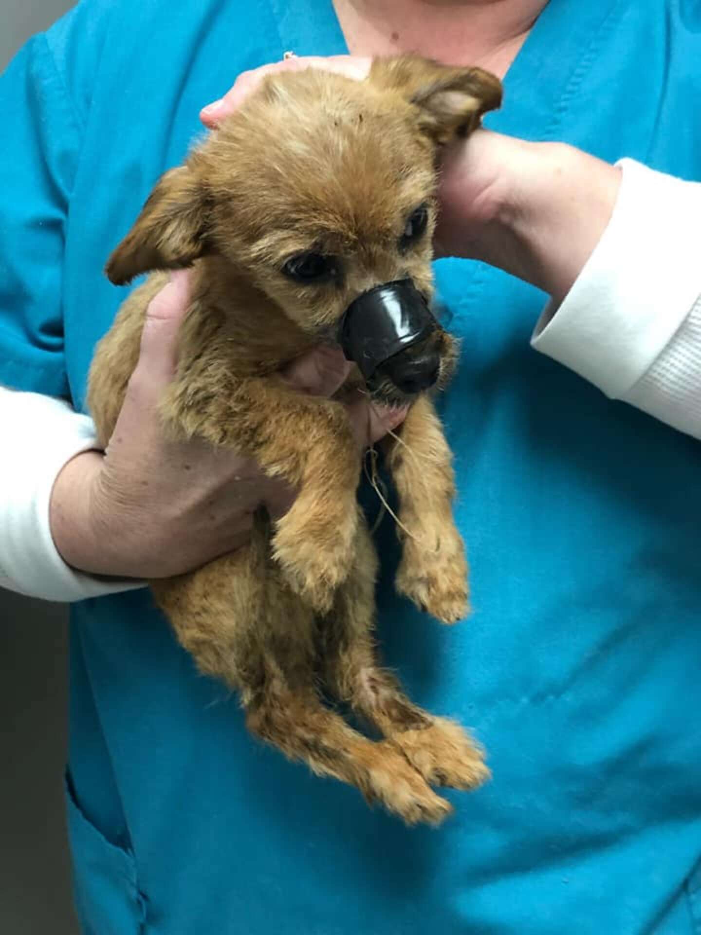 Puppy Found Under Bridge With Muzzle Taped Shut - The Dodo