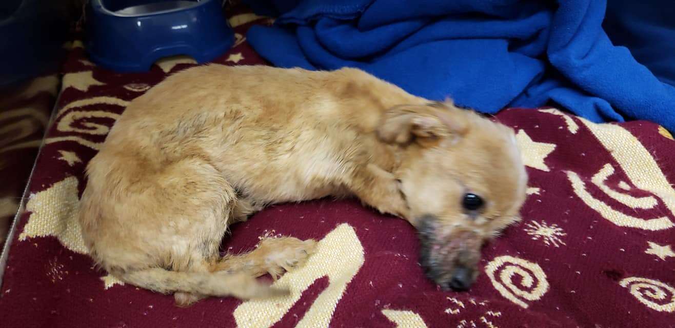 puppy found with muzzle taped shut