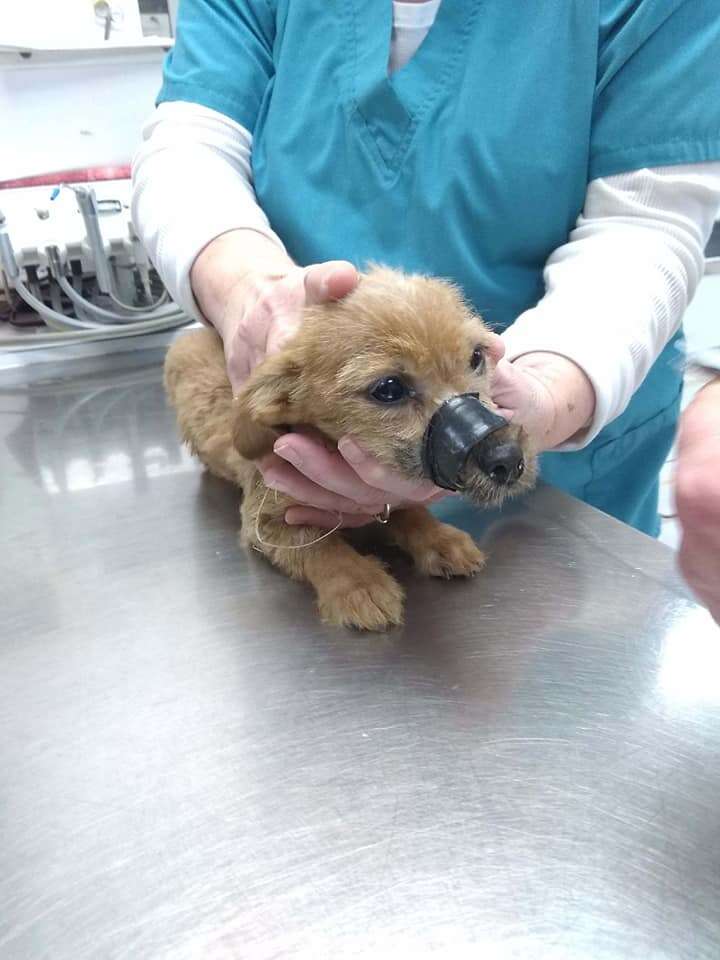 griffith indiana puppy muzzle taped shut
