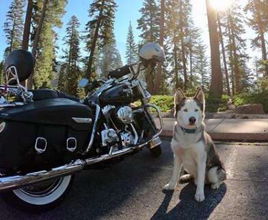 Husky with motorcycle