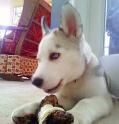 Husky puppy