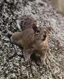 squirrel friend woman florida