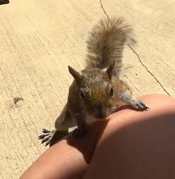 squirrel friend woman florida