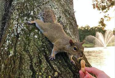 squirrel friend woman