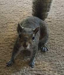 squirrel friend woman florida