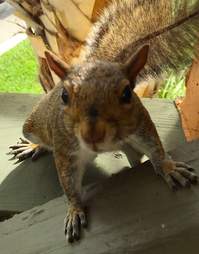 squirrel friend woman florida
