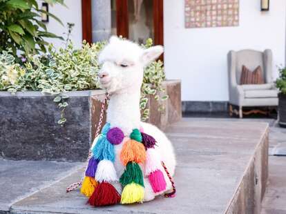 An Alpaca From Peru Will FaceTime Loved Ones for Valentine's Day 2019 -  Thrillist