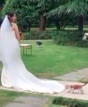 Random cat stalking Chinese bride's wedding dress