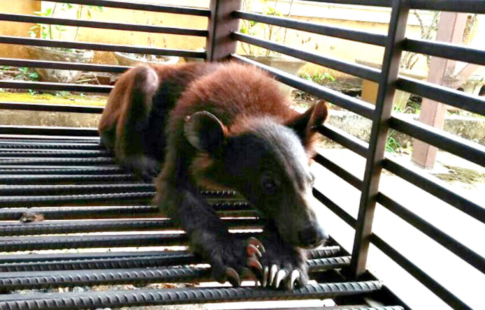 Starving Moon Bears Found In Cage Make Stunning Transformation - The Dodo