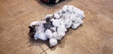 cat rescue frozen