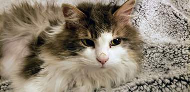 cat rescue montana