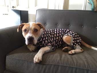 pit bull needs a home
