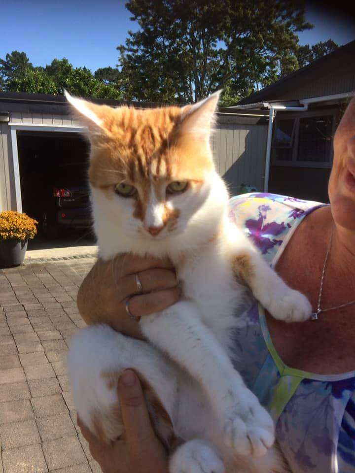 New Zealand's sock-stealing cat named Billy