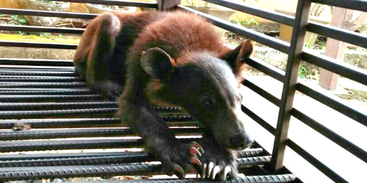 Starving Moon Bears Found In Cage Make Stunning Transformation - The Dodo