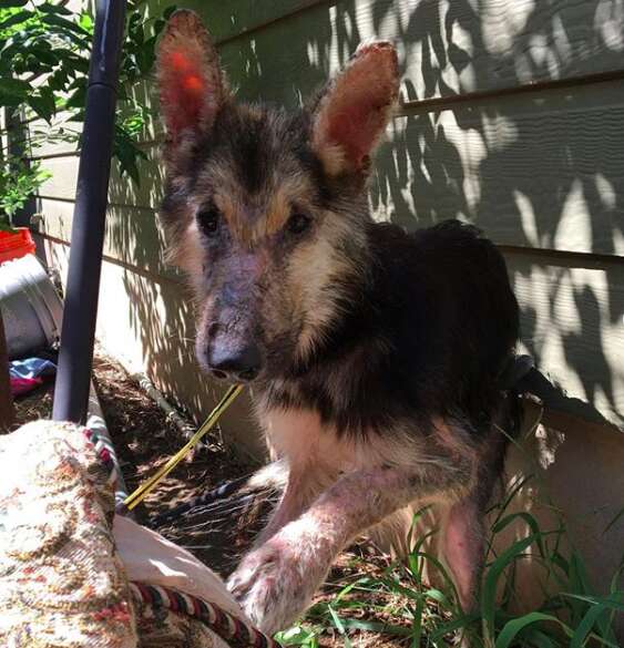 A sick German shepherd on the streets of Austin, Texas