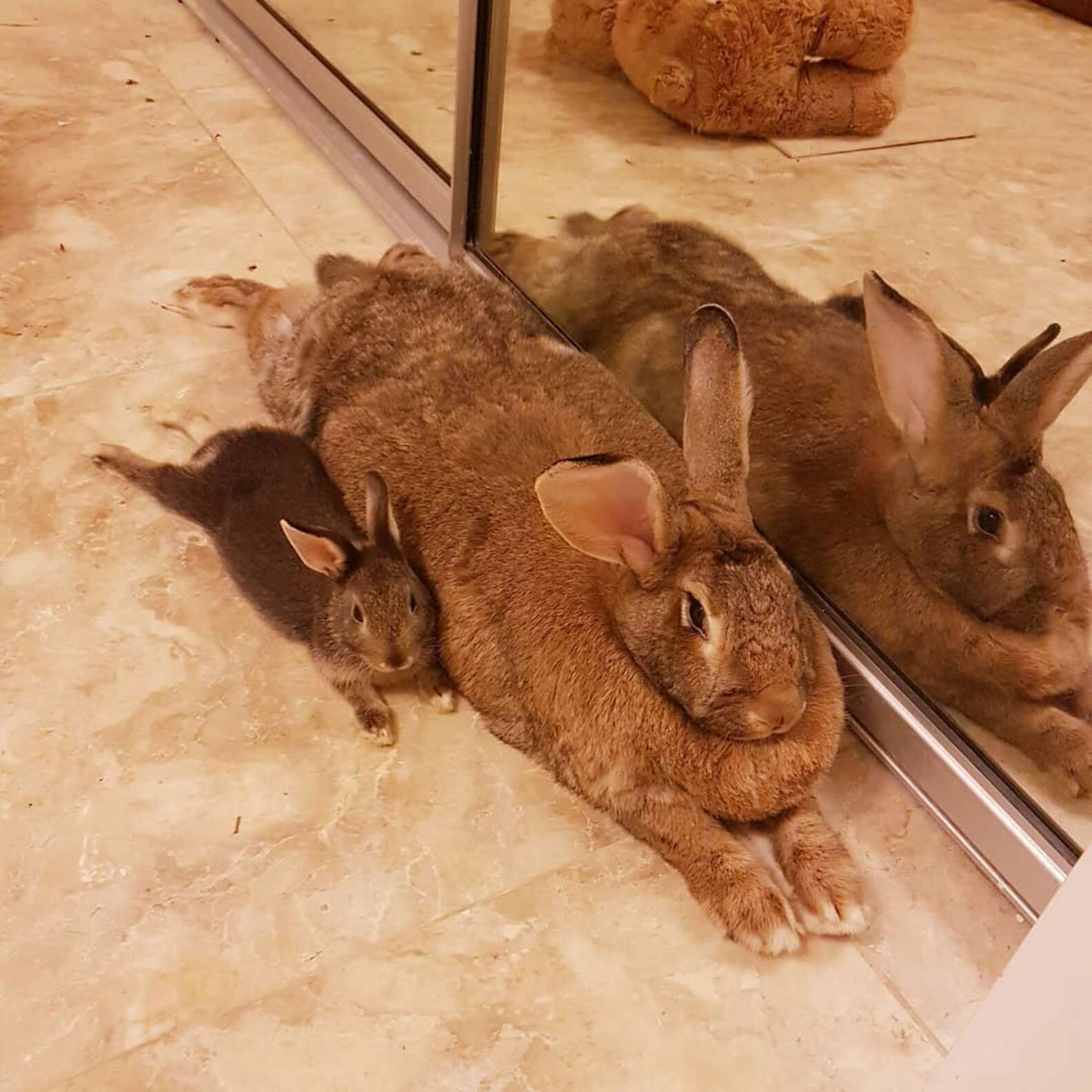 Tiny Dwarf Rabbit Falls For Girl Bunny 4x His Size - The Dodo