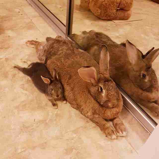 Tiny bunny прохождение без комментариев