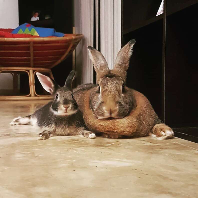 rabbit couple adorable