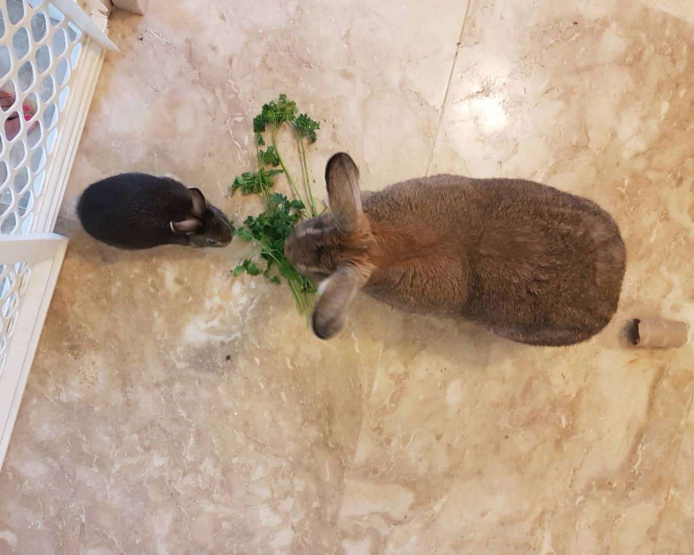 rabbit couple adorable