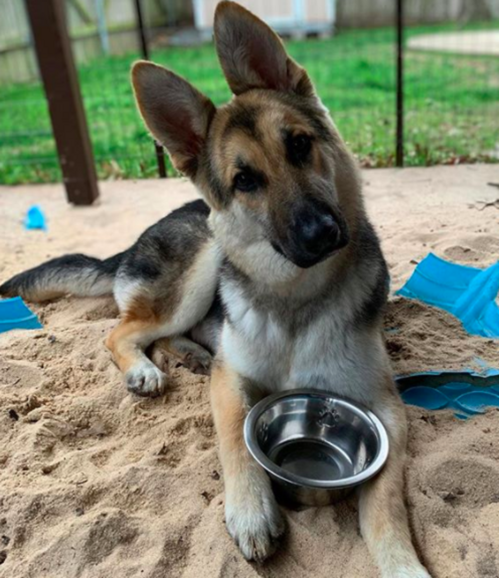 Sick German Shepherd Makes The Most Amazing Transformation The Dodo