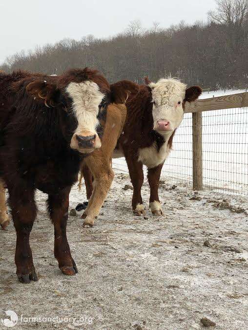 cow rescue farm sanctuary