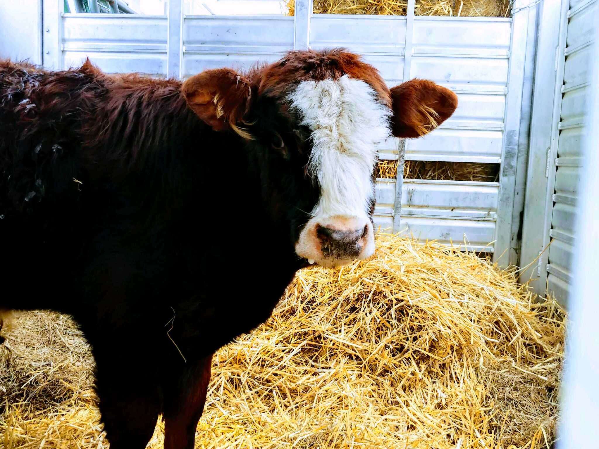 cow rescue farm new york