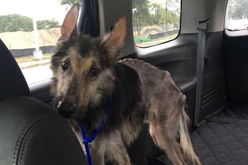 Caro the sick stray dog goes to the vet