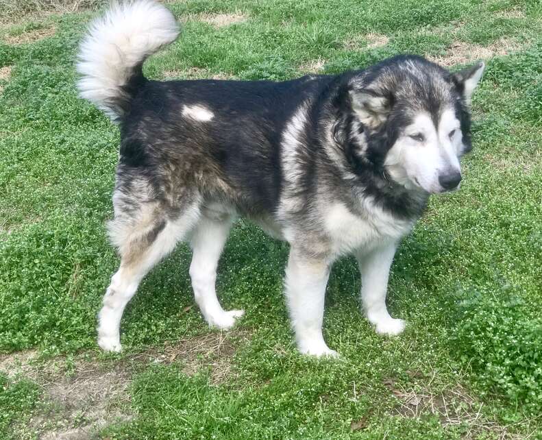 alaskan malamute transforms