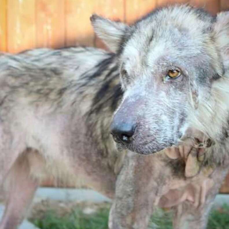 alaskan malamute transforms