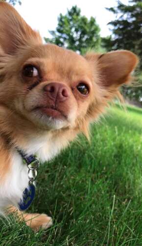 Adorable Chihuahua who took over FaceTiming