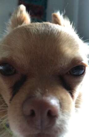 Adorable Chihuahua who took over FaceTiming