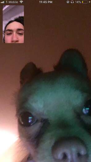 Chihuahua FaceTiming