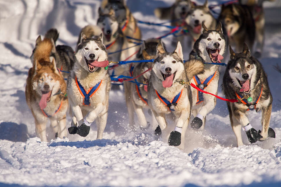 Iditarod 2019 How to Volunteer at the World's Greatest Dog Sled Race