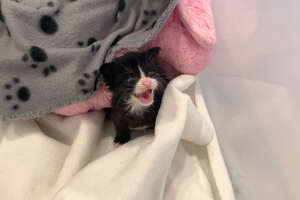 Litter Of Kittens Found Crying In Trash Bag