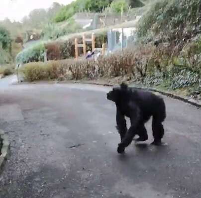 chimp escape zoo