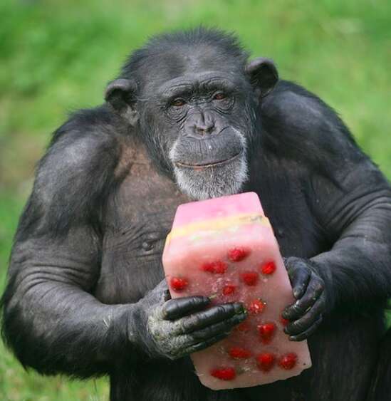 chimp escape zoo ireland