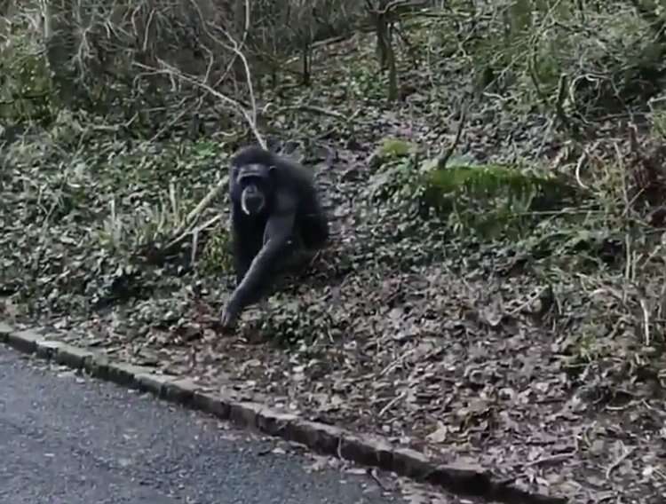 chimp escape zoo belfast