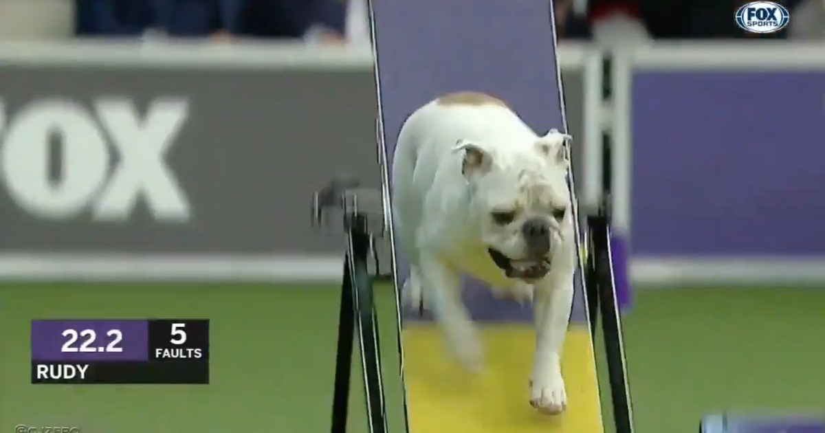 Westminster best sale agility bulldog