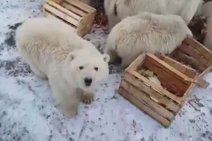 Mass polar bear invasion in Russia