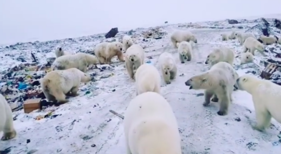 Mass Invasion Of Polar Bears Causes Town To Declare State Of Emergency