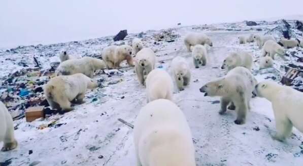 Mass polar bear invasion in Russia