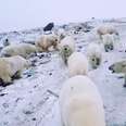 Polar bears invading Russian town